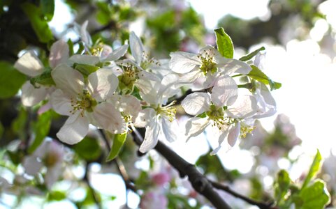 Vegetable garden spring handsomely