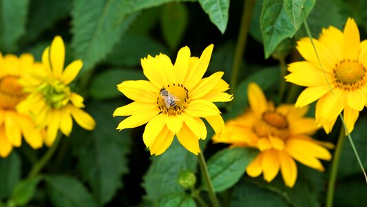 Nature plant close up photo