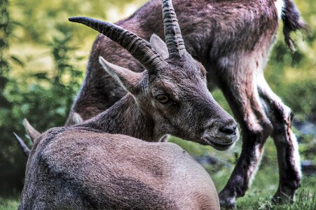 Animal wild horn