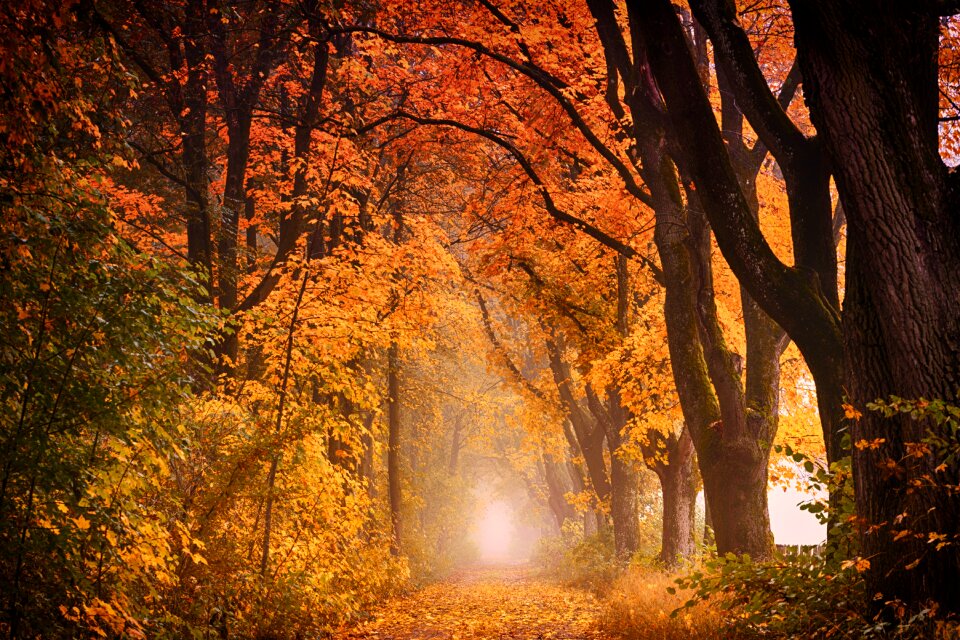 Leaf wood avenue