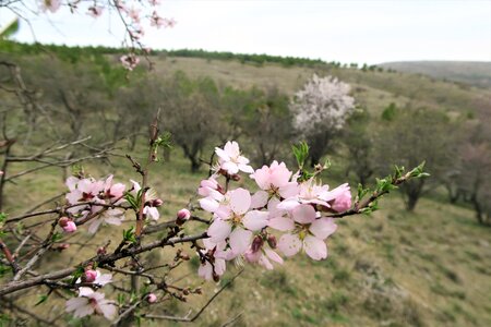 Tree nature plant