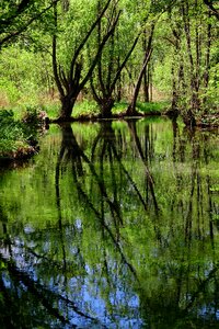 Reflection landscape summer photo