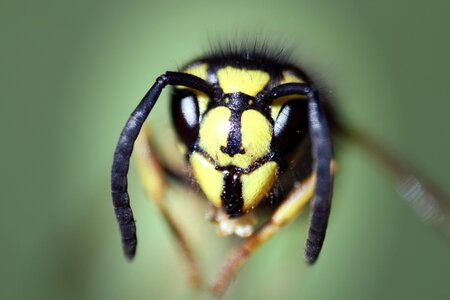 Antenna insect summer