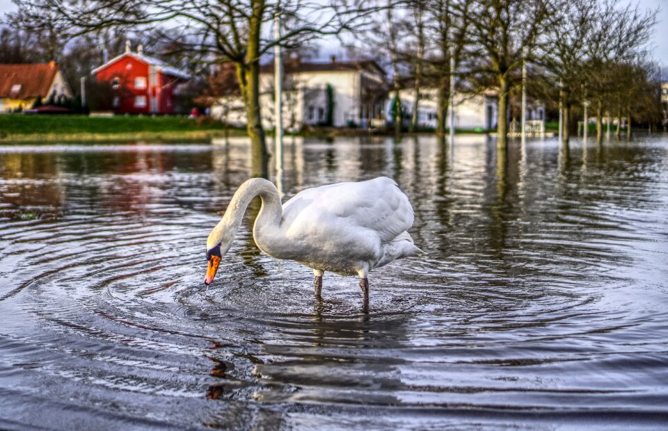 River flooding animal