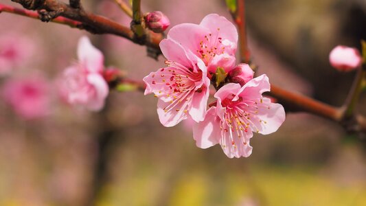 Color pink flowering tree
