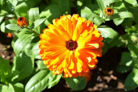 Macro plant blossom