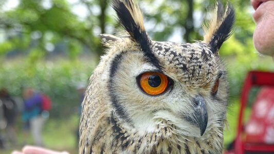 Bird of prey owl eurasian eagle owl