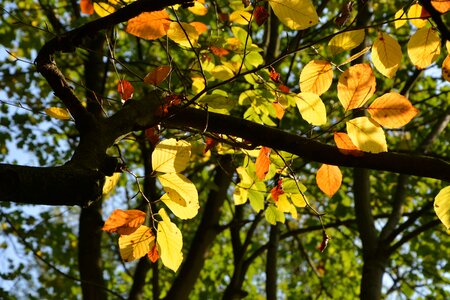 Fall color leaves coloring tree
