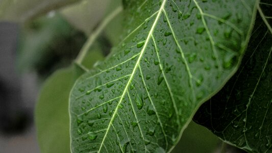 Nature plant tree