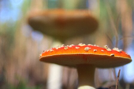 Forest autumn nature photo