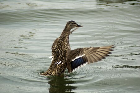 Nature duck lake