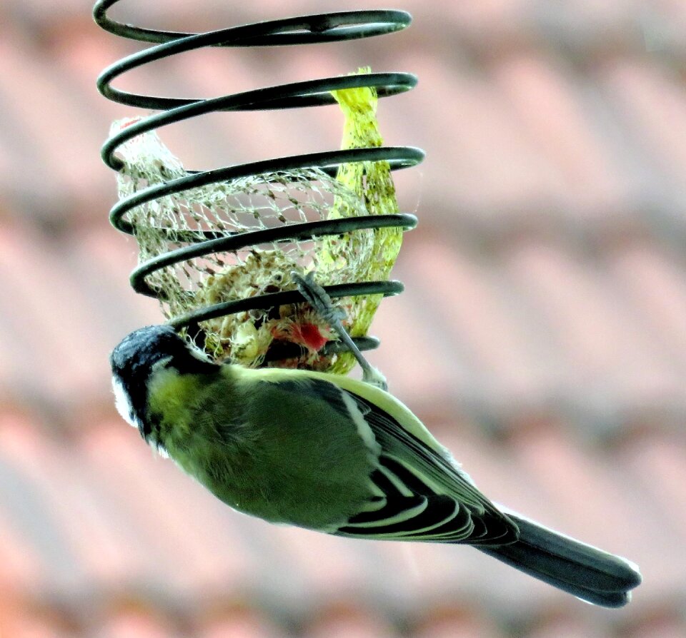 Green plumage from the rear hanging