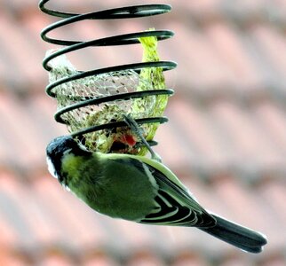 Green plumage from the rear hanging