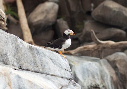 Puffin alaska bird
