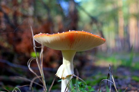 Forest nature litter