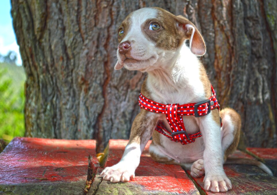 Animal breeding dog portrait