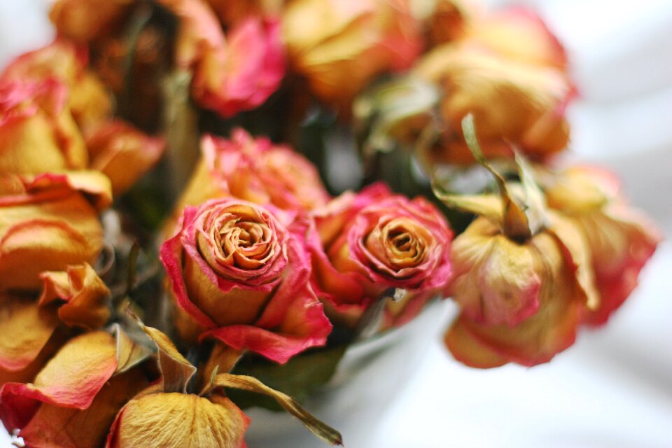 Garden rose summer