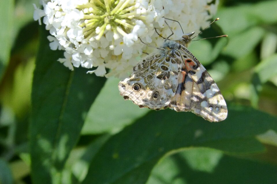 Nature butterfly wings insect