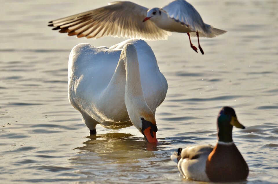Lake plumage animal world