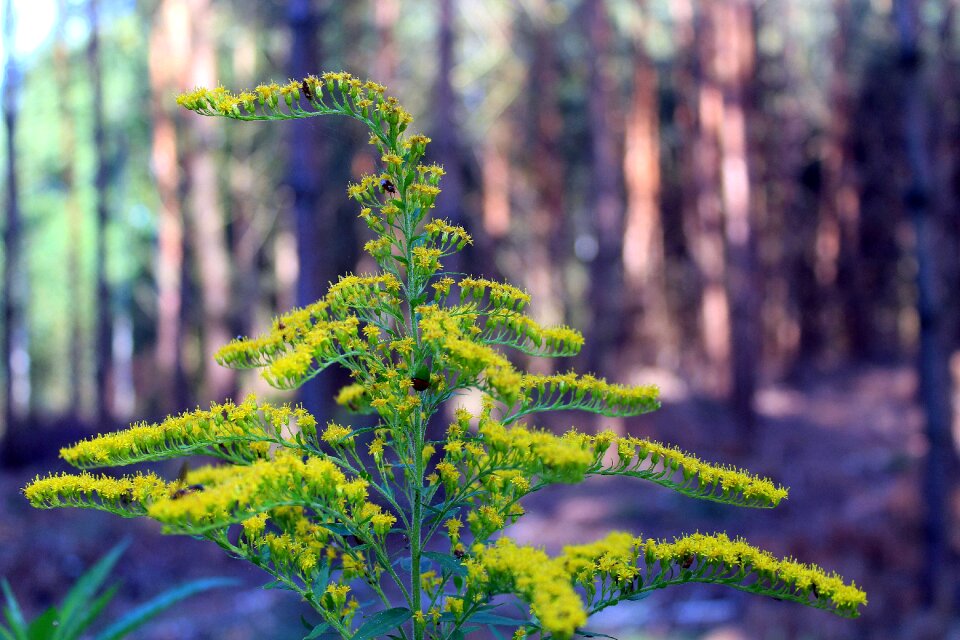 Nature yellow flowers autumn