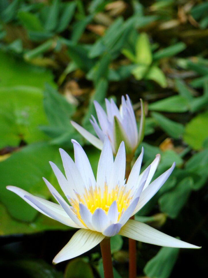 White flowers nature