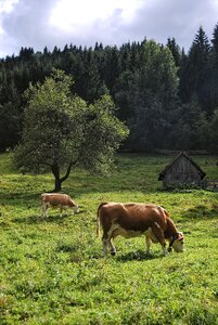 Cows nature pasture photo