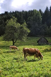 Cows nature pasture