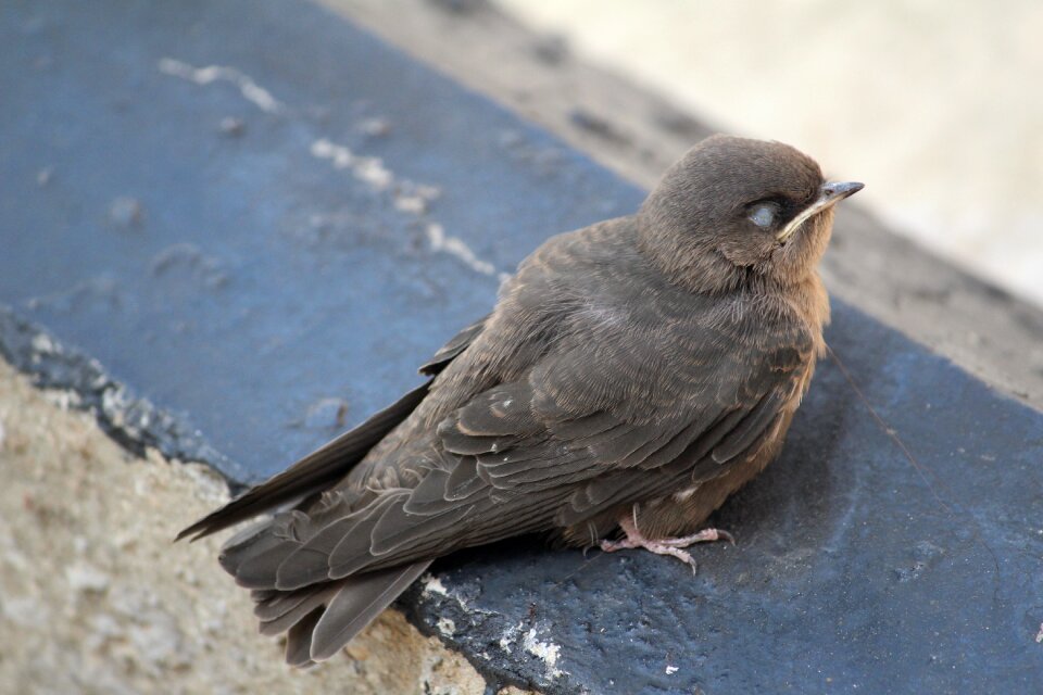 Wild wildlife feather