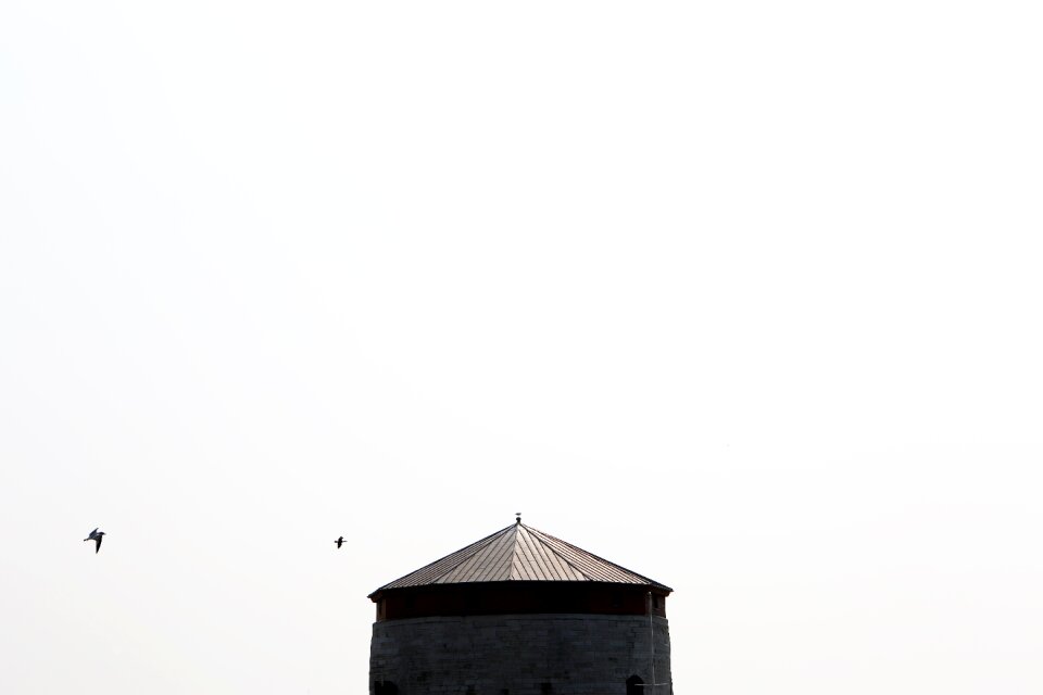 Birds animals architecture