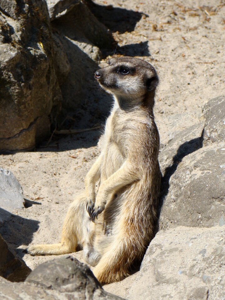 Zoological garden zoo wild animal