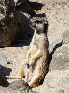 Zoological garden zoo wild animal