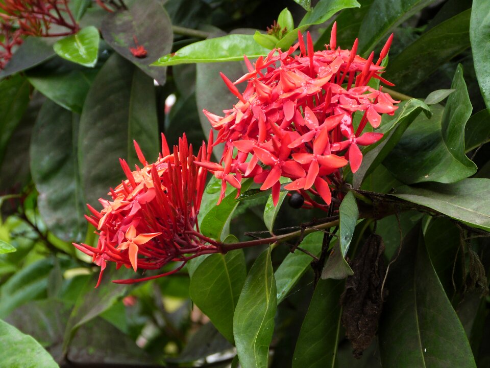 Red martinique exotic