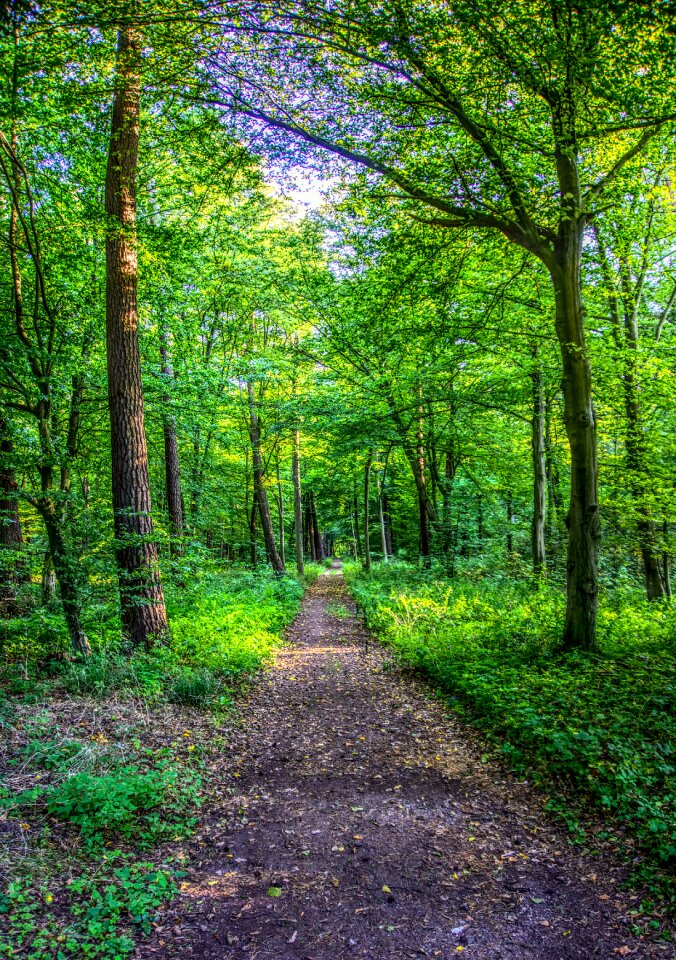 Tree green landscape