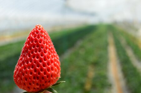 Fresh single berry