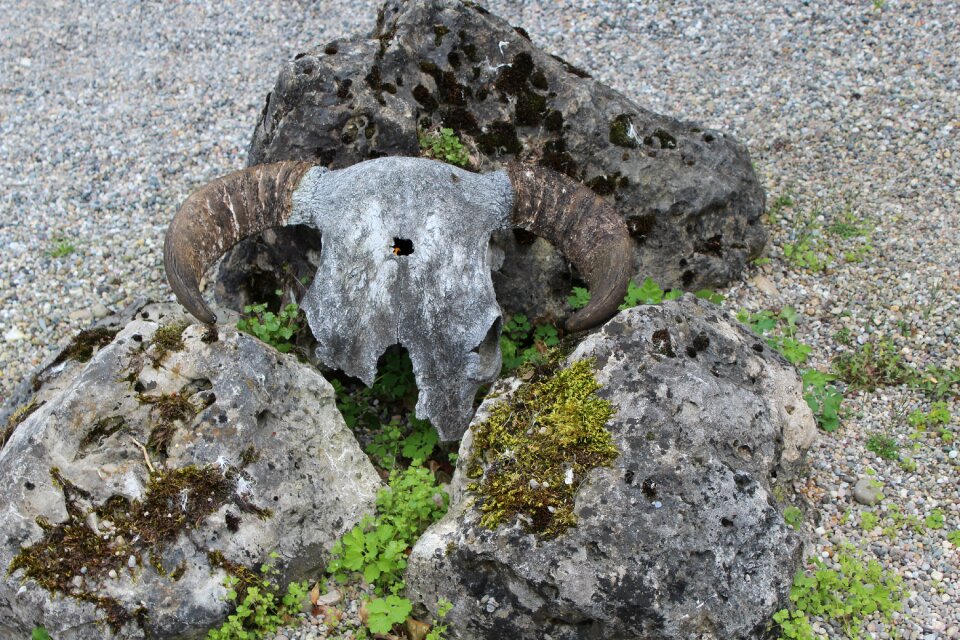 Skeleton skull bone