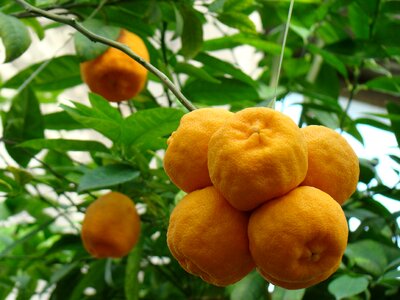 Southern fruits tropical fruit the richness of