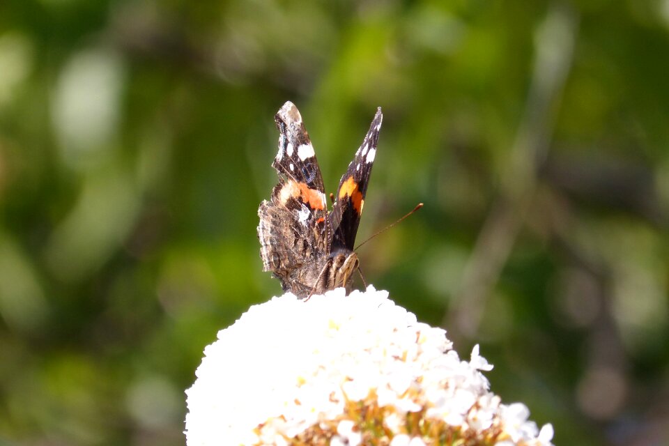 Butterfly nectar insect