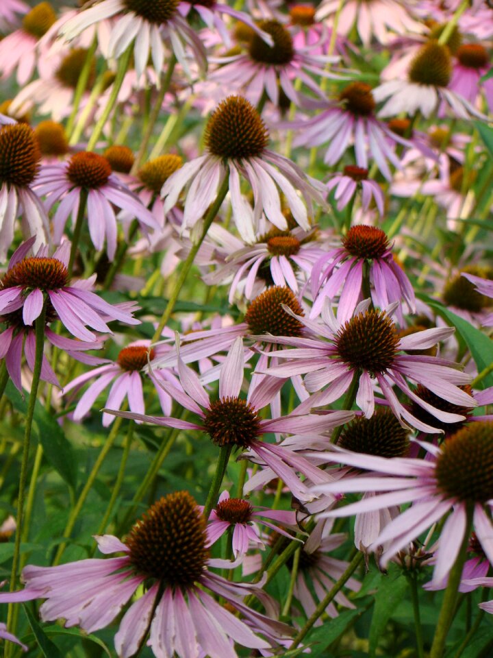 Violet the petals plant