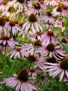 Violet the petals plant