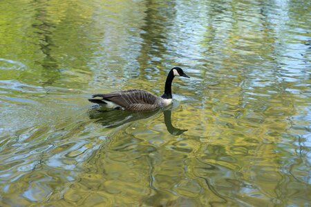 New river duck