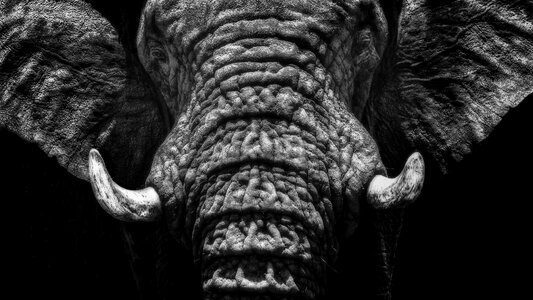 Animal nature mammal