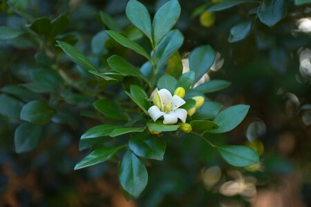 Tree branch flower