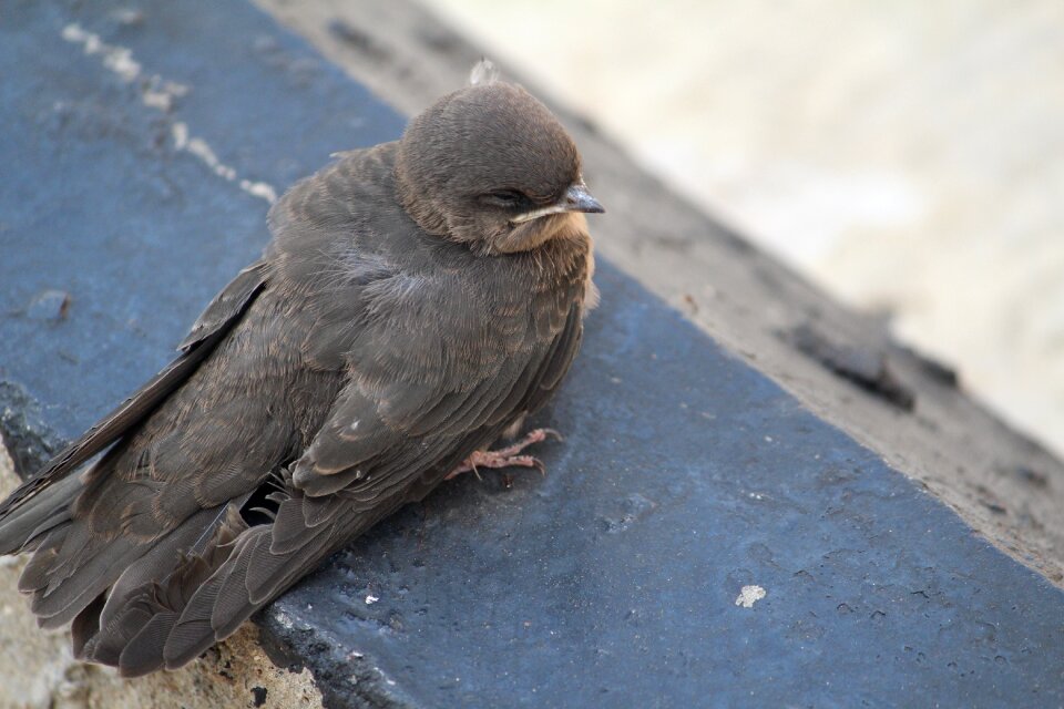 Closed eyes frghtened animalia