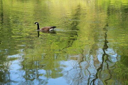 New river duck