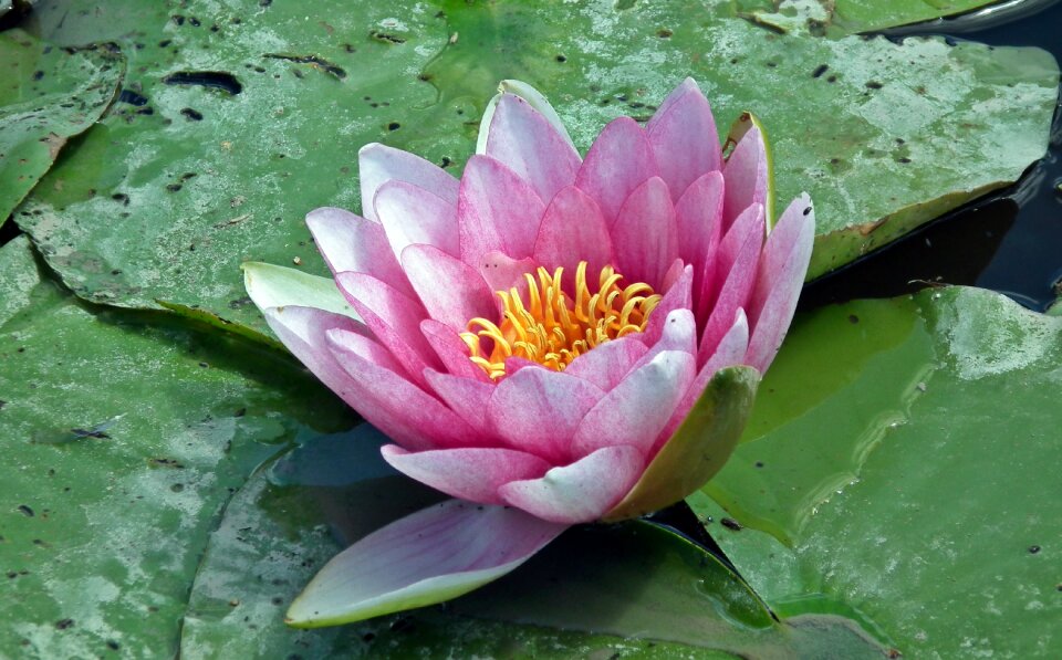 Plant flower flowering plants