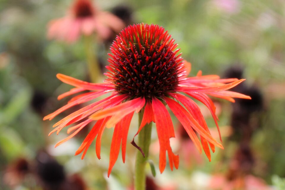Coneflower summer nature