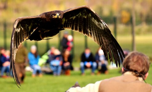 Animal flying noble