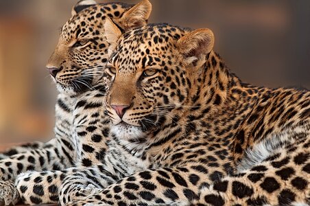 Pardus nature africa