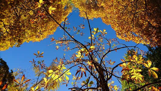 Autumn leaves orange blue sky photo