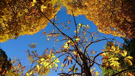 Autumn leaves orange blue sky